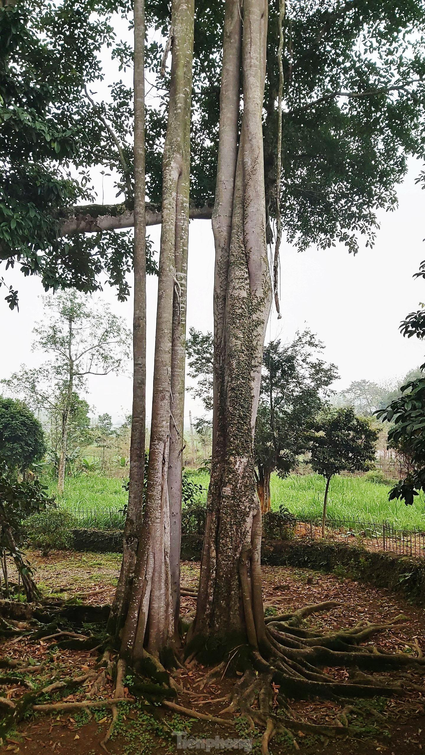 Ngắm cây đa Thần Rùa nghìn năm tuổi ở Hà Nội - 4