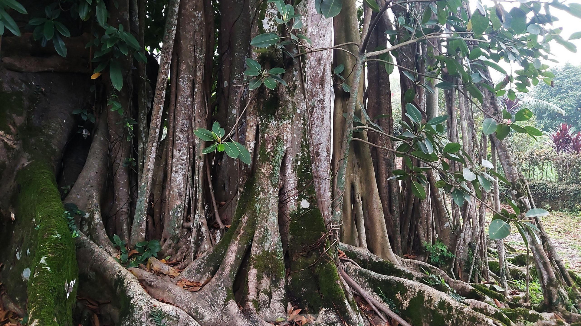 Ngắm cây đa Thần Rùa nghìn năm tuổi ở Hà Nội - 7