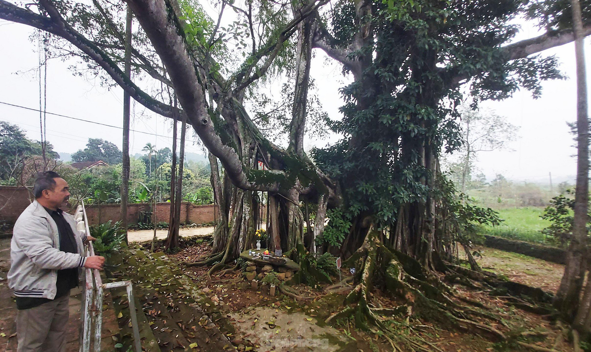 Ngắm cây đa Thần Rùa nghìn năm tuổi ở Hà Nội - 2