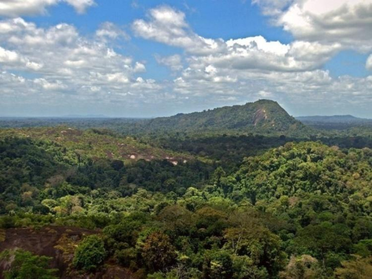Suriname là quốc gia có nhiều rừng nhất thế giới./.