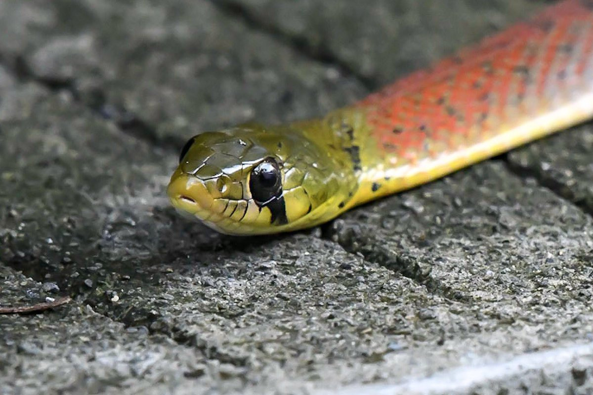 Loài rắn có thể khiến nạn nhân chảy máu không ngừng đến chết - 2