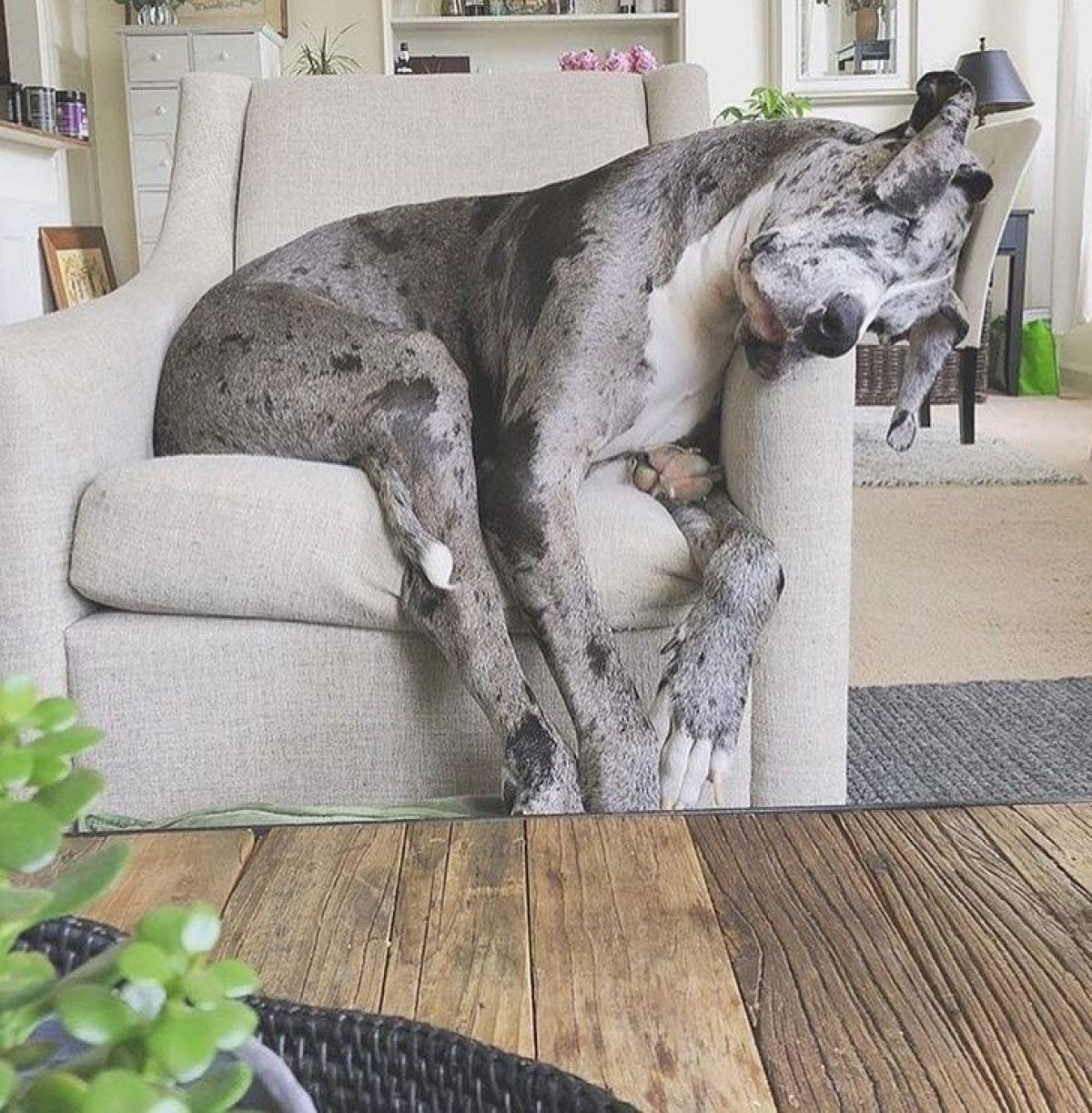 Chú chó tựa đầu ngủ quên trên ghế sofa. 