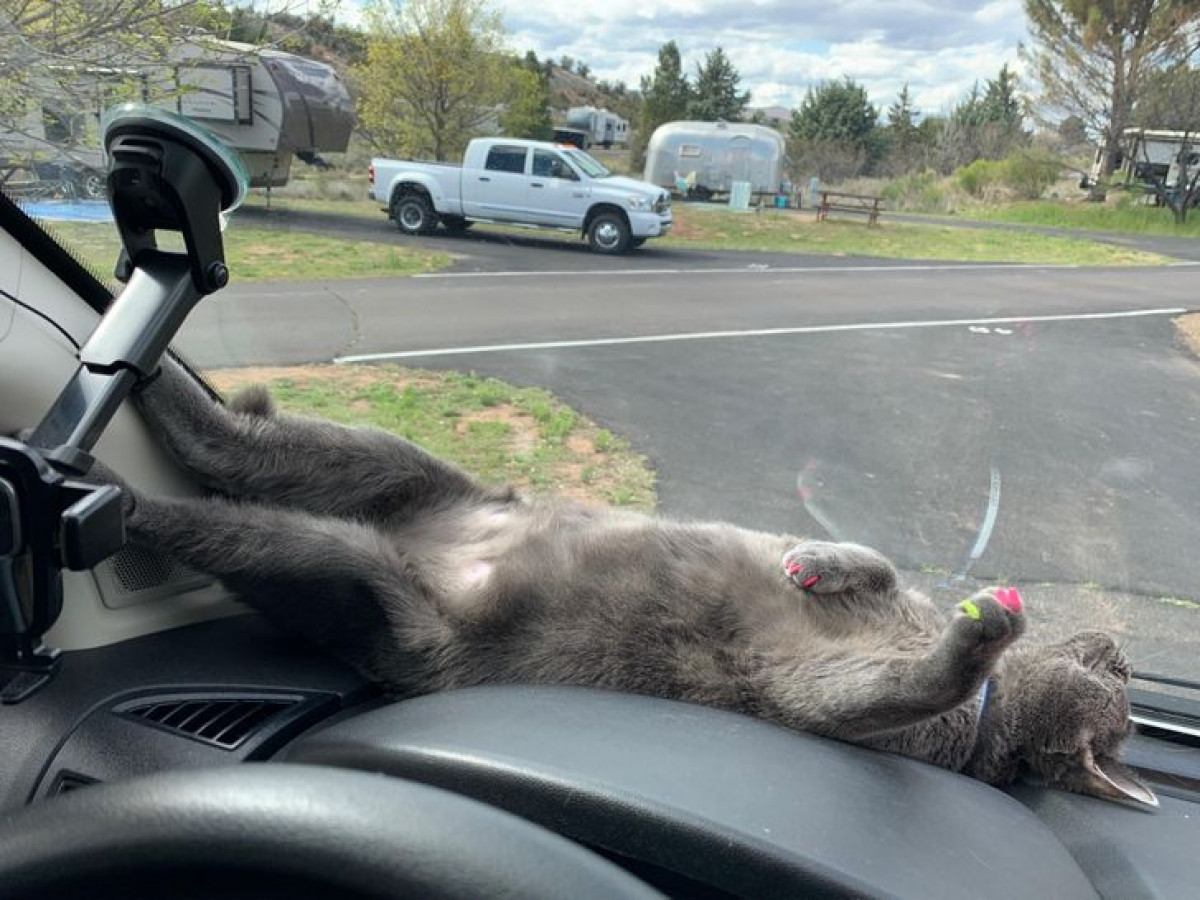Ngủ trên xe ô tô là điều không thành vấn đề với chú mèo này. 