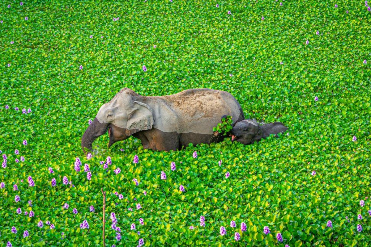 Cảnh tượng đẹp như tranh của 2 chú voi ở Kaziranga, Ấn Độ.