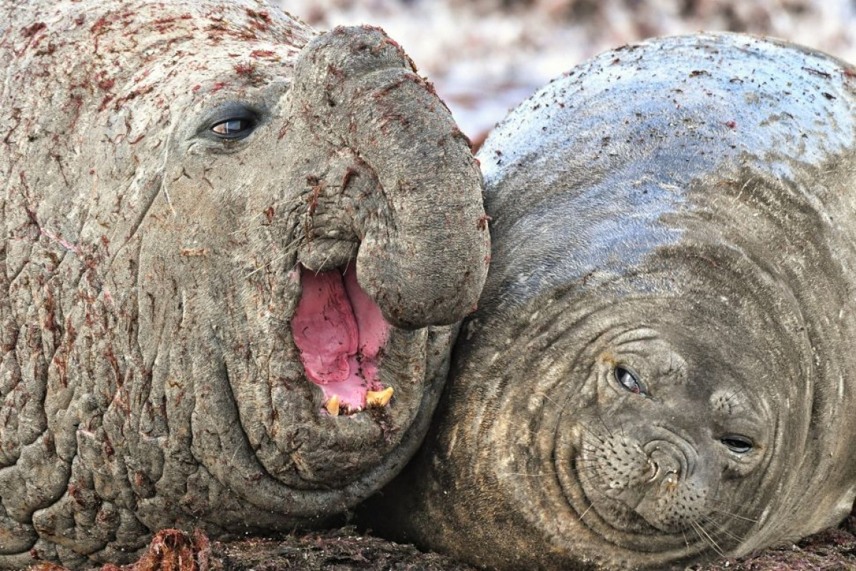 Biểu cảm hài hước của 2 chú hải cẩu voi phương Nam ở đảo Escondida, Patagonia.