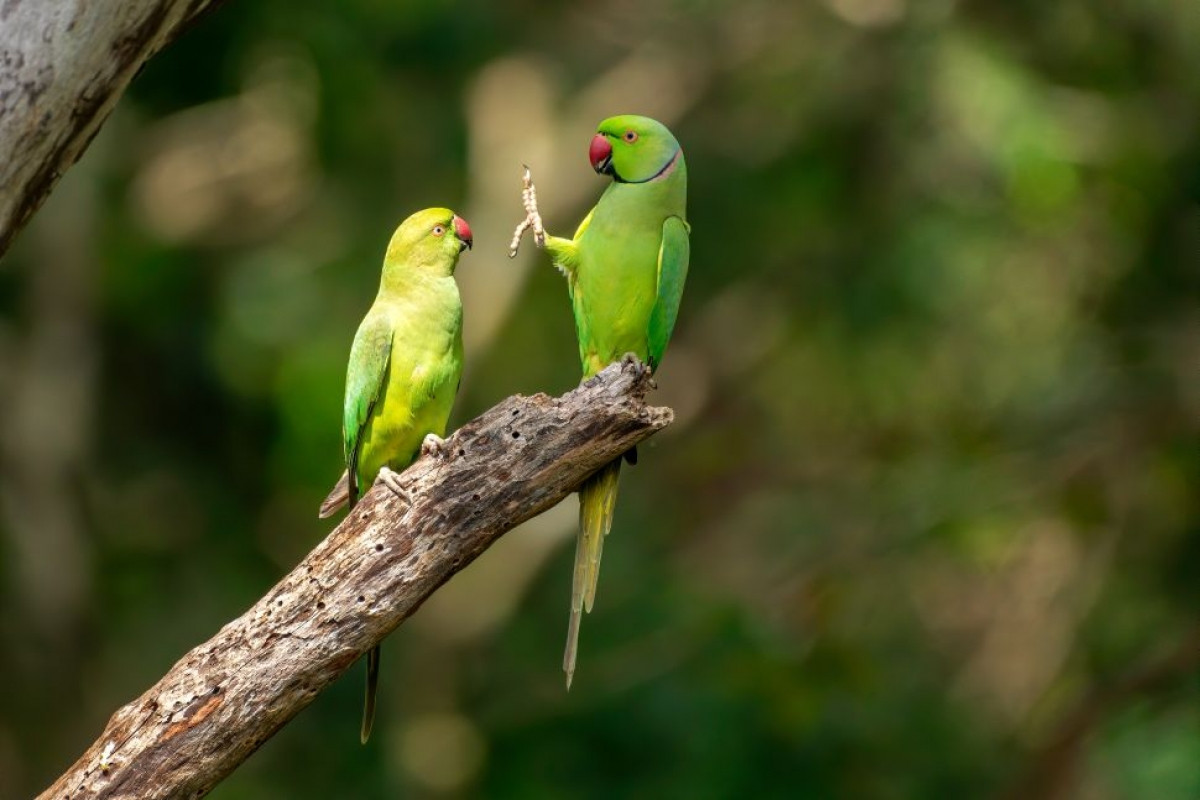 Ngay cả những chú vẹt đuôi dài cũng cần giãn cách xã hội. Bức ảnh thú vị này được nhiếp ảnh gia Petr Sochman ghi lại ở Vườn Quốc gia Kaudulla, Sri Lanka./.