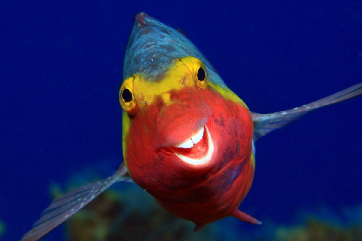 Khoảnh khắc một chú cá vẹt Địa Trung Hải mỉm cười đã được nhiếp ảnh gia Arturo Telle Thiemenn ghi lại đầy ấn tượng.
