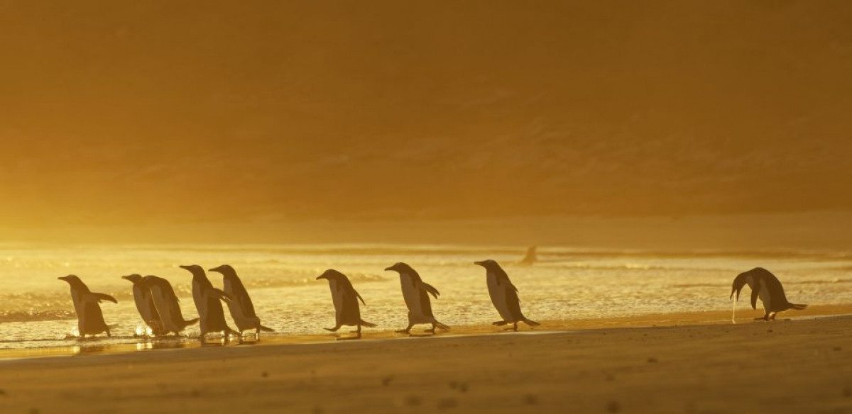 Khoảnh khắc đáng yêu của những chú chim cánh cụt được nhiếp ảnh gia Christina Holfelder ghi lại ở quần đảo Falkland.