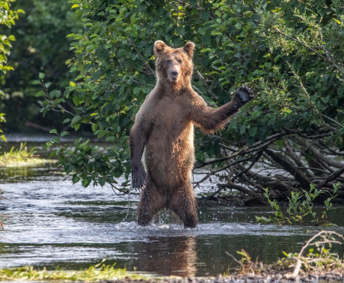 Nhiếp ảnh gia Eric Fisher đã tình cờ gặp một người bạn gấu nâu vô cùng thân thiện và lịch sự ở Alaska.
