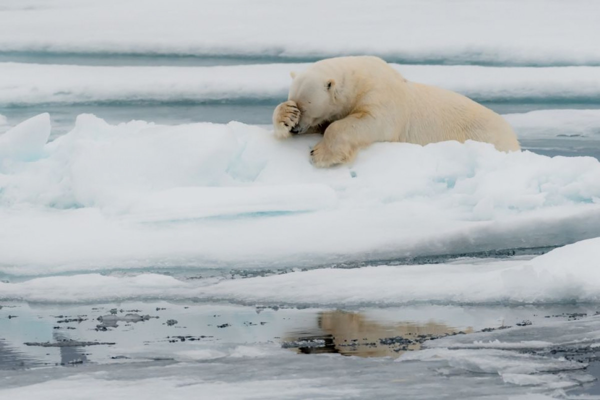 Mặc dù to lớn nhưng gấu Bắc cực cũng có những khoảnh khắc đáng yêu như thế này.