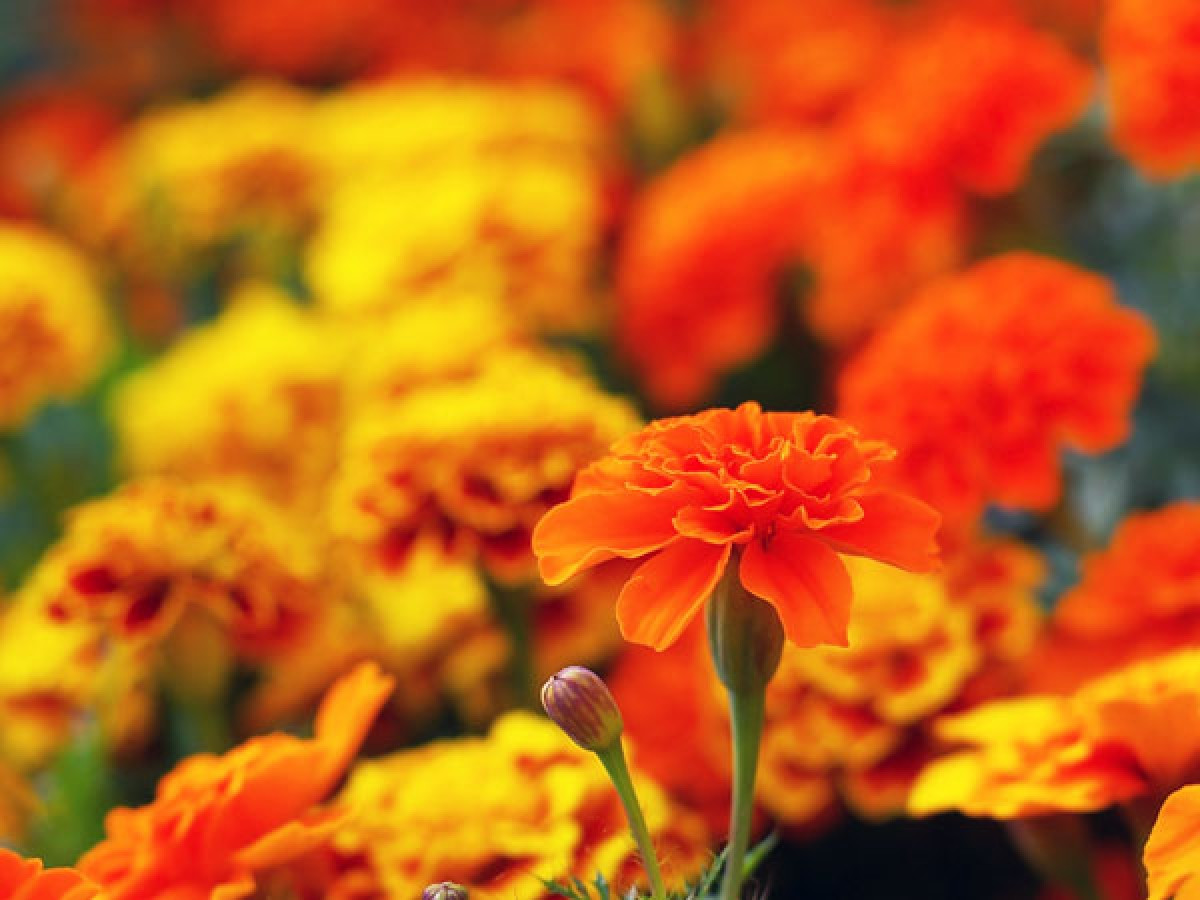Lợi ích số 6: Một số nghiên cứu cho rằng việc ngắm hoa tươi vào buổi sáng sẽ giúp giảm lo âu và giảm nguy cơ mắc bệnh trầm cảm. Một số loài hoa còn khiến bạn cảm thấy phấn chấn và tràn đầy năng lượng.