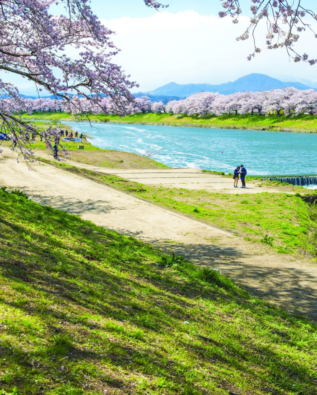 Senbonzakura nằm bên bờ sông Natsui là điểm tham quan nổi tiếng mà du khách có thể đến tản bộ và ngắm hoa anh đào dọc con đường ven sông. Ban đêm khi các cây hoa anh đào được thắp sáng lấp lánh cũng tạo nên cảnh tượng vô cùng hấp dẫn.