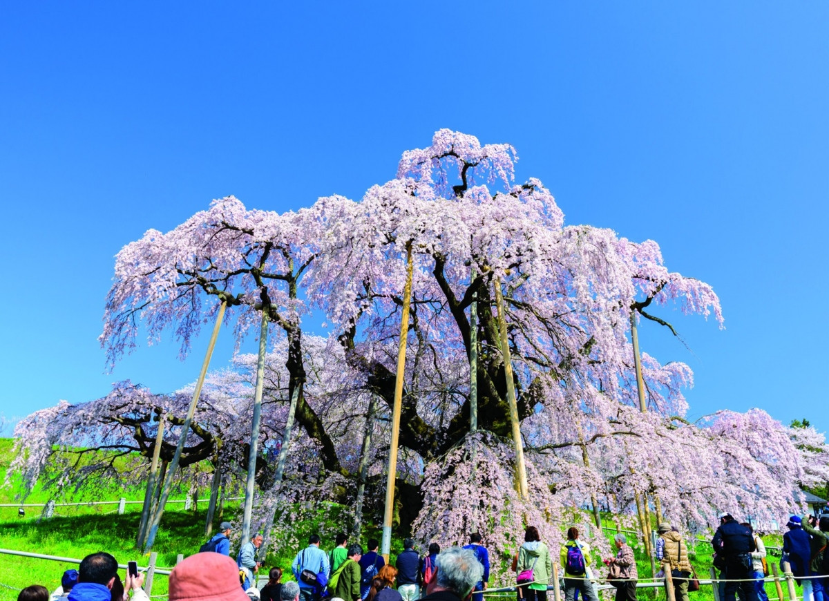 Ở Fukushima có cây hoa anh đào Miharu Taki-zakura hơn 1.000 năm tuổi, thuộc giống Edohigan - một trong ba giống hoa anh đào chính ở Nhật Bản. Chùm hoa anh đào rủ sát xuống mặt đất tựa như thác nước, vì vậy mà có tên là “Takizakura” (nghĩa là 'hoa anh đào thác nước') và được coi là giống hoa quý hiếm của đất nước Nhật Bản.