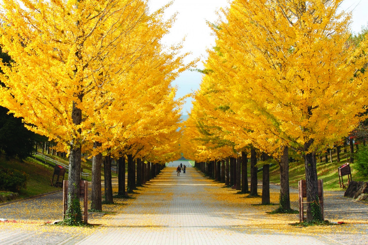 Mặc dù là nơi chủ yếu tổ chức các hoạt động thể thao của tỉnh Fukushima nhưng công viên thể thao Azuma lại có phong cảnh thiên nhiên rất nên thơ. Mùa thu, hàng cây bạch quả trong công viên thay áo với sắc vàng rực rỡ, tạo nên con đường hết sức lãng mạn và thu hút du khách.