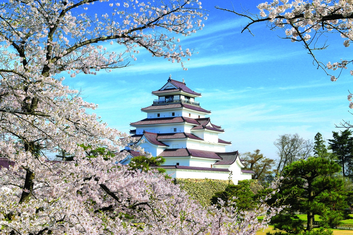 Với khuôn viên gần 1.000 cây hoa anh đào, mỗi mùa xuân đến Thành hạc trắng Tsuruga lại như chìm vào giữa biển hoa. Tòa thành hiện lên lộng lẫy với những bức tường trắng muốt, mái ngói đỏ đặc trưng hài hòa với sắc hồng tươi thắm hoa anh đào. Nơi đây được xem là một trong những điểm ngắm hoa anh đào đẹp nhất ở Nhật Bản