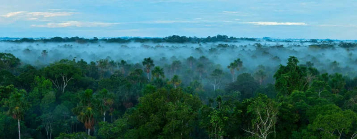 Rừng rậm Amazon: Được coi là 