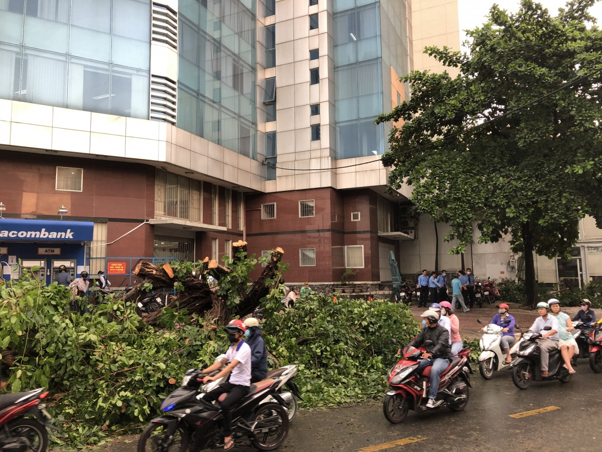 Nhân viên cây xanh đang xử lý hiện trường một cây lớn bật gốc chắn ngang đường Nguyễn Văn Quá.