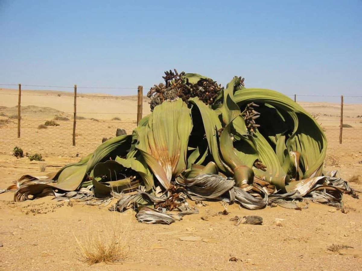 Loài thực vật kỳ lạ này có tên khoa học là Welwitschia mirabilis. Nó còn được biết đến với biệt danh bạch tuộc sa mạc do hình dạng kỳ dị của những chiếc lá. Loài thực vật này chỉ tồn tại ở sa mạc Namib ở Angola, xuất hiện từ thời kỳ khủng long và có thể sống từ 400 - 1.500 năm./.