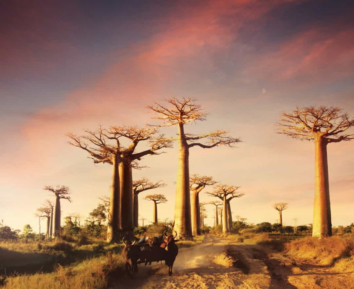 Bạn có thể thấy những cây bao báp với hình dáng độc đáo này ở Madagascar. Đã có nhiều du khách tới đây để được ngắm loài cây vĩ đại này.