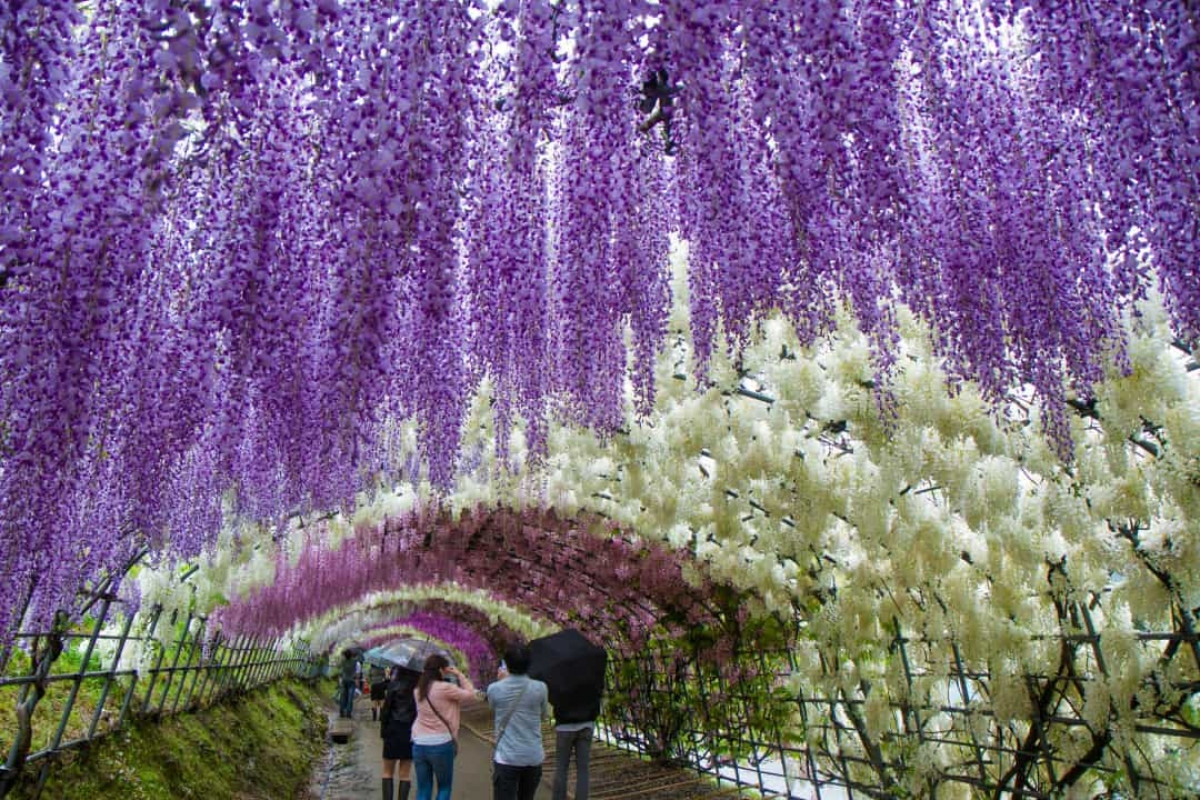 Những cây hoa tử đằng ở Nhật Bản đã sống hàng chục năm tuổi và rủ xuống như những dòng thác tạo nên cảnh tượng tuyệt đẹp.