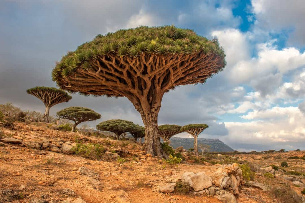 Những cây máu rồng này có thể được tìm thấy tại Socotra, một quần đảo ở Yemen. Sở dĩ chúng có tên gọi như vậy là do nhựa cây có màu đỏ.