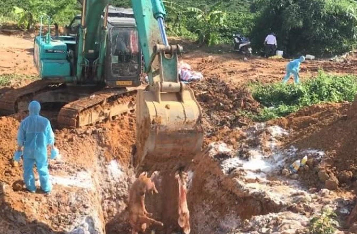Tiêu hủy lợn bị bệnh dịch tả Châu Phi ở huyện Đăk Hà, tỉnh Kon Tum. (Nguồn: Cổng Thông tin Điện tử tỉnh Kon Tum)