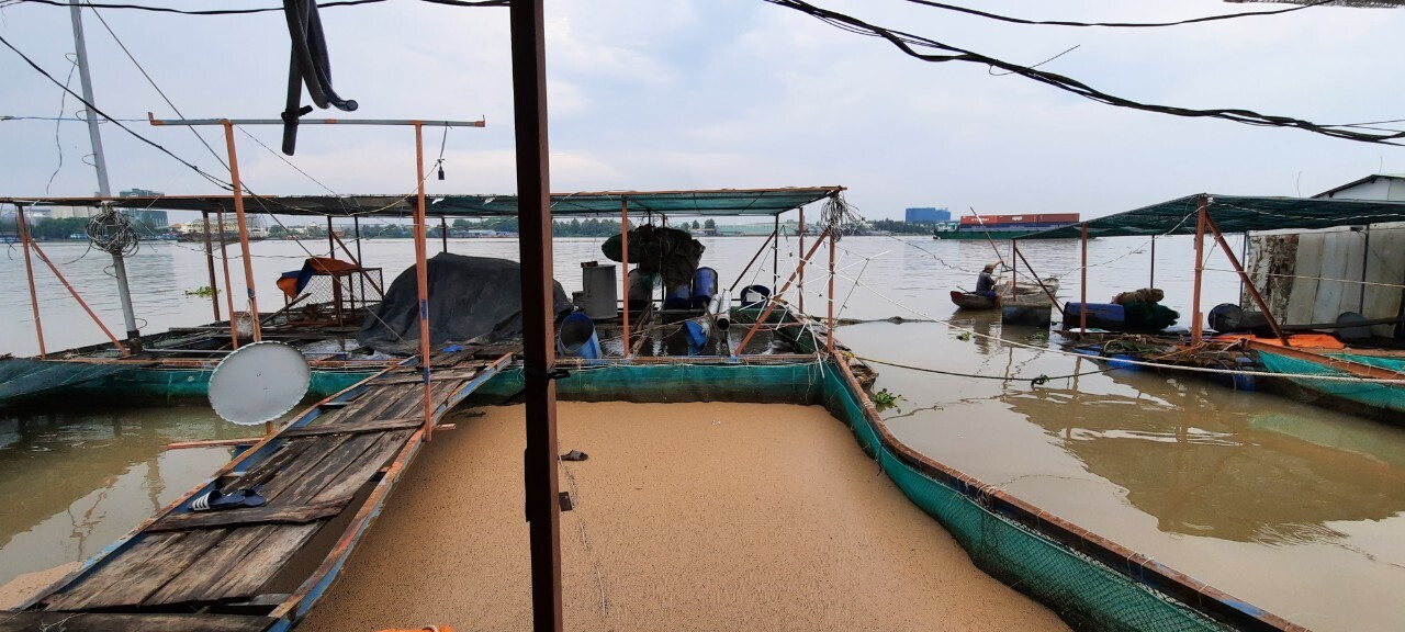 Sà lan 1.300 tấn tông chìm nhiều bè cá trên sông Tiền - 2