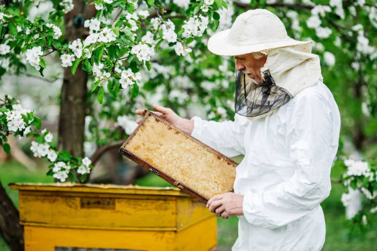 Mật ong của Nhà Trắng được lấy từ một tổ ong trong khuôn viên dinh thự. Tổ ong là nơi chứa hàng nghìn con ong và được người nuôi ong chăm sóc.