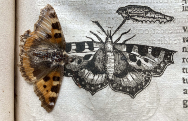 Cánh bướm 400 năm tuổi vẹn nguyên trong sách cổ - 1