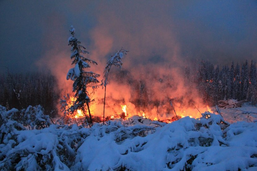 ‘Đám cháy thây ma’ ở Bắc Cực hồi sinh từ băng giá - 4