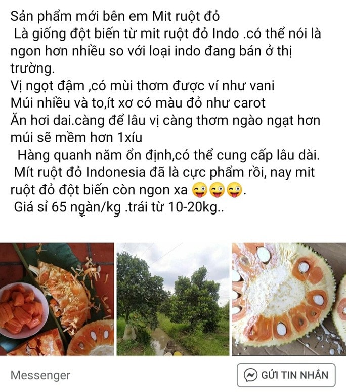 Mít độc lạ siêu đắt vẫn 'cháy' hàng - 2