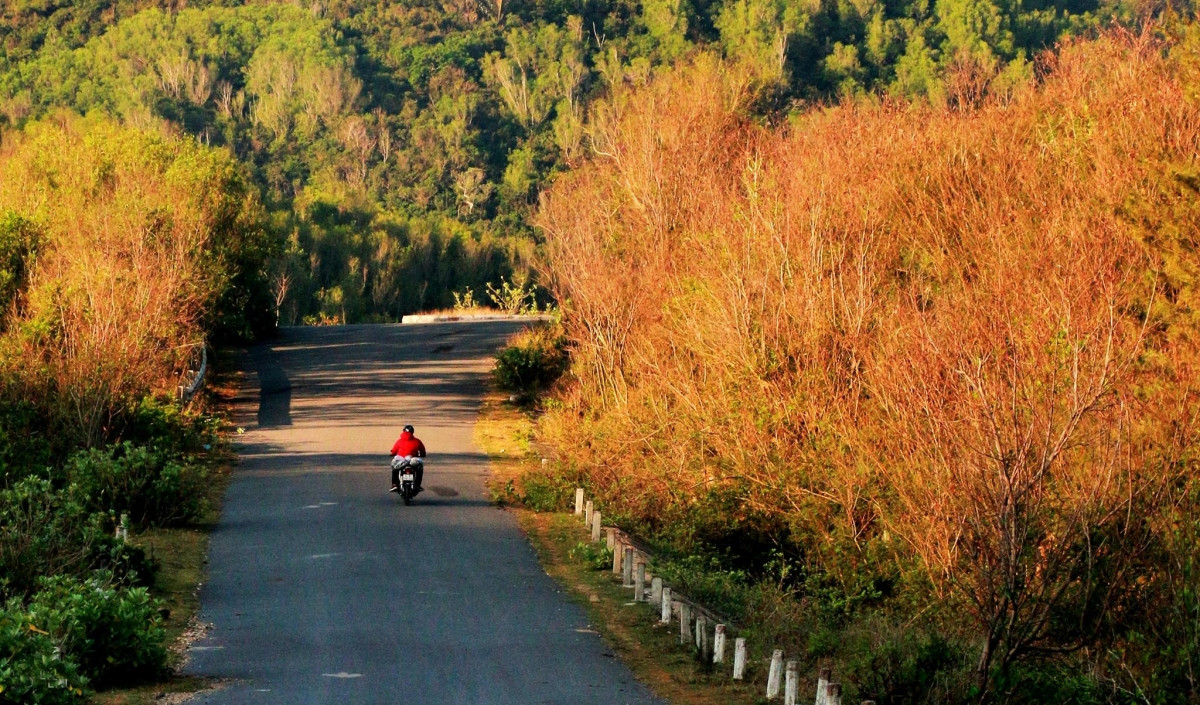 Người đàn ông chạy xe máy trên con đường vào Mũi Điện (xã Hòa Tâm, H.Đông Hòa). Đây được xem là nơi đón ánh nắng mặt trời đầu tiên trên đất liền nước ta. Ánh nắng đầu ngày nhuộm vàng hàng cây hai bên đường tạo ra quang cảnh đẹp mãn nhãn.