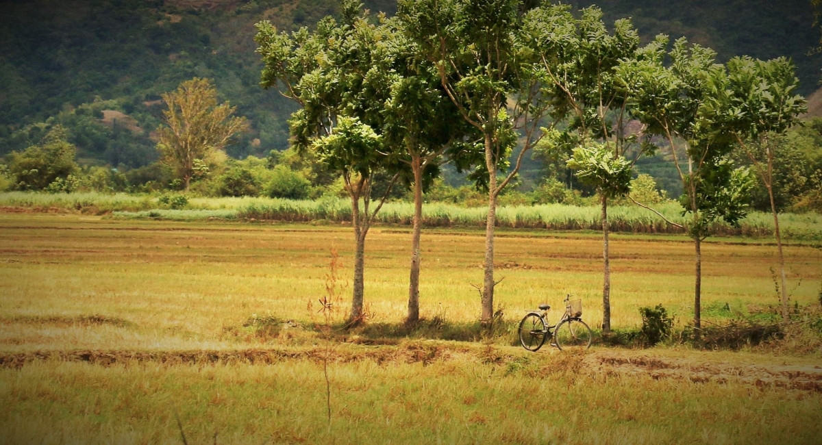Chiếc xe đạp của người đi thăm đồng dựng bên bờ đất dưới hàng cây, ở thôn Thạnh Đức, xã Xuân Quang 3, H.Đồng Xuân. Tiết trời lúc này không thực sự nắng nhưng cũng không râm mát, nói theo phương ngữ Trung bộ là 