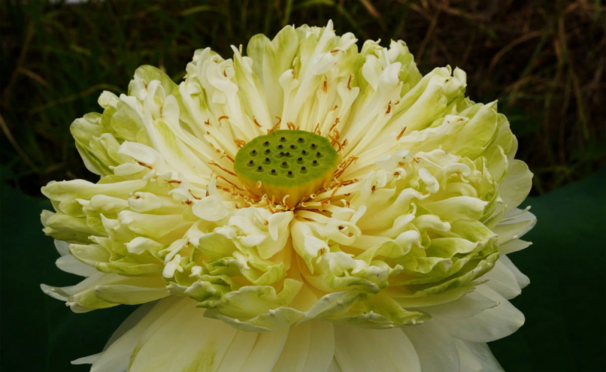 Đây là sen Quan Âm, mỗi bông khi nở to có đường kính lên tới 30 cm, độc đáo bởi những lớp cánh hoa dày nằm sát nhau, tỏa hương thơm ngát.