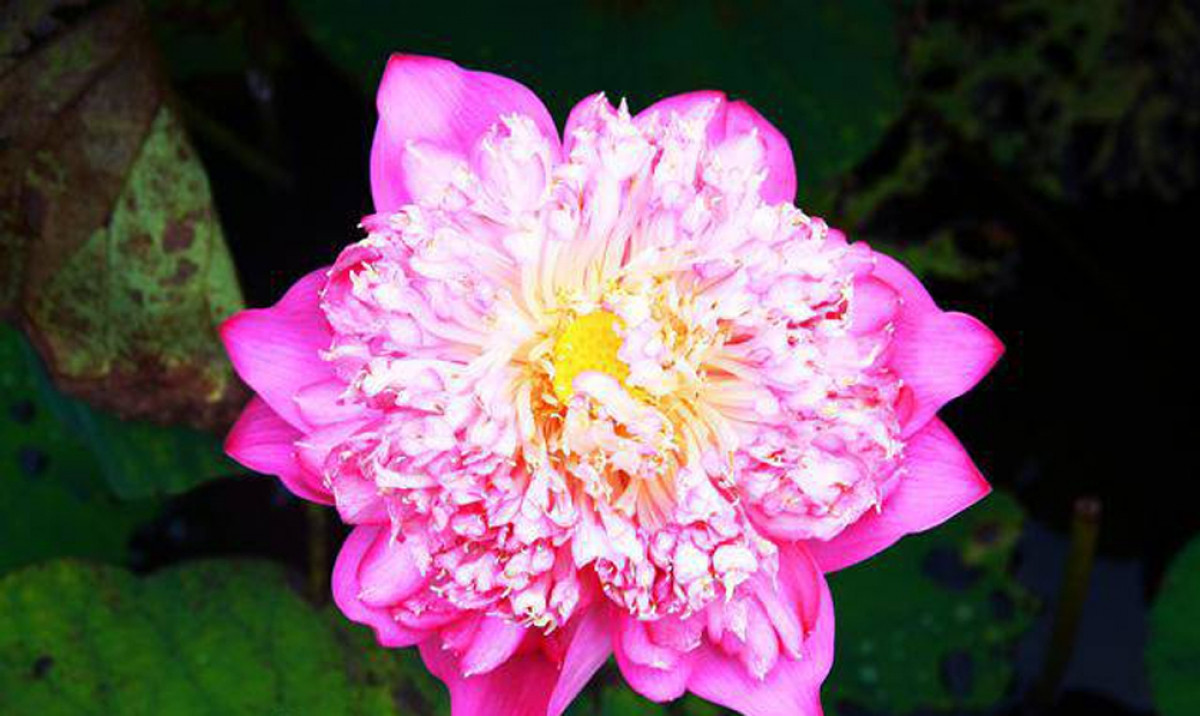 Sen Quan Âm hồng (bách diệp liên) nở hoa rất dài - từ lúc bắt đầu bung nở đến lúc tàn kéo dài hơn chục ngày.
