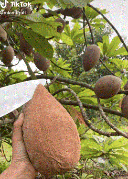 Quả hồng xiêm 'siêu to khổng lồ': Bổ ra đỏ rực, chưa thấy bao giờ - 1