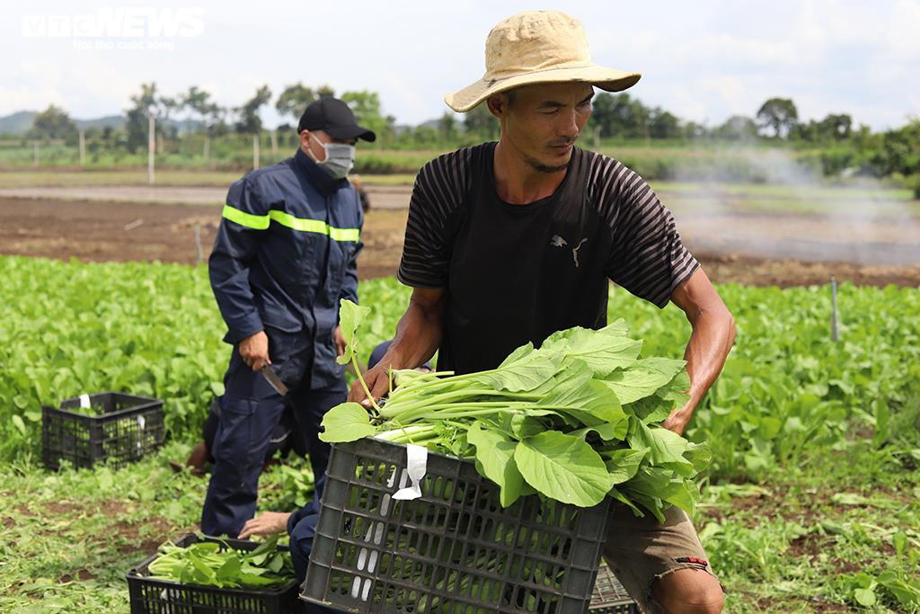 Ảnh: Người dân Đắk Lắk gom rau xanh, củ cải gửi tặng TP.HCM chống dịch - 2