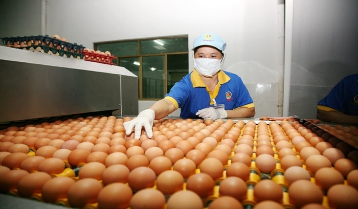 Nhiều đơn vị có thể cung ứng trên 1 triệu quả trứng mỗi ngày.