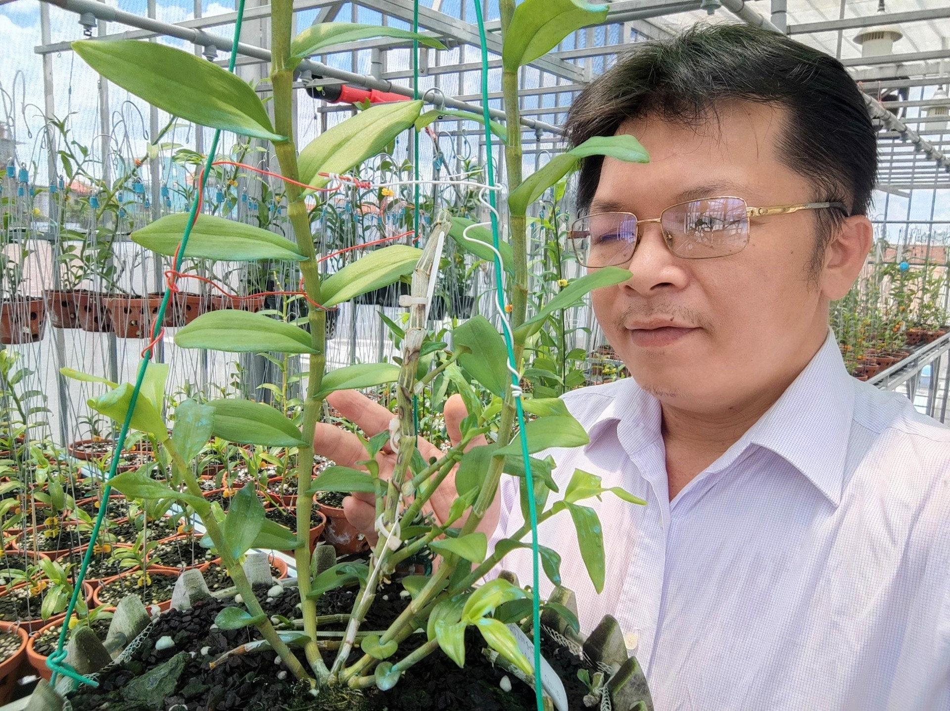 Ông chủ vườn lan Trần Bình và mối lương duyên đặc biệt với hoa lan Phi Điệp - 1