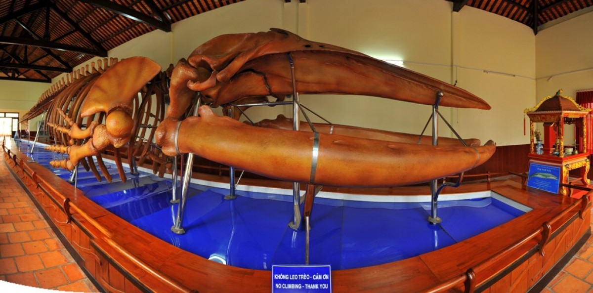 Bộ xương cá voi trưng bày tại vạn Thủy Tú (thành phố Phan Thiết, tỉnh Bình Thuận). Ảnh: Nguyên Vũ