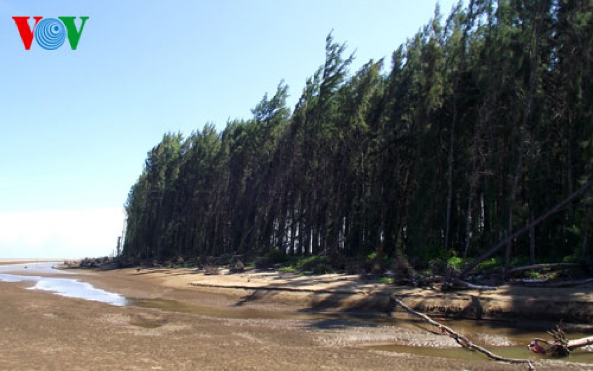 Rừng phi lao phòng hộ ven biển Trà Vinh.