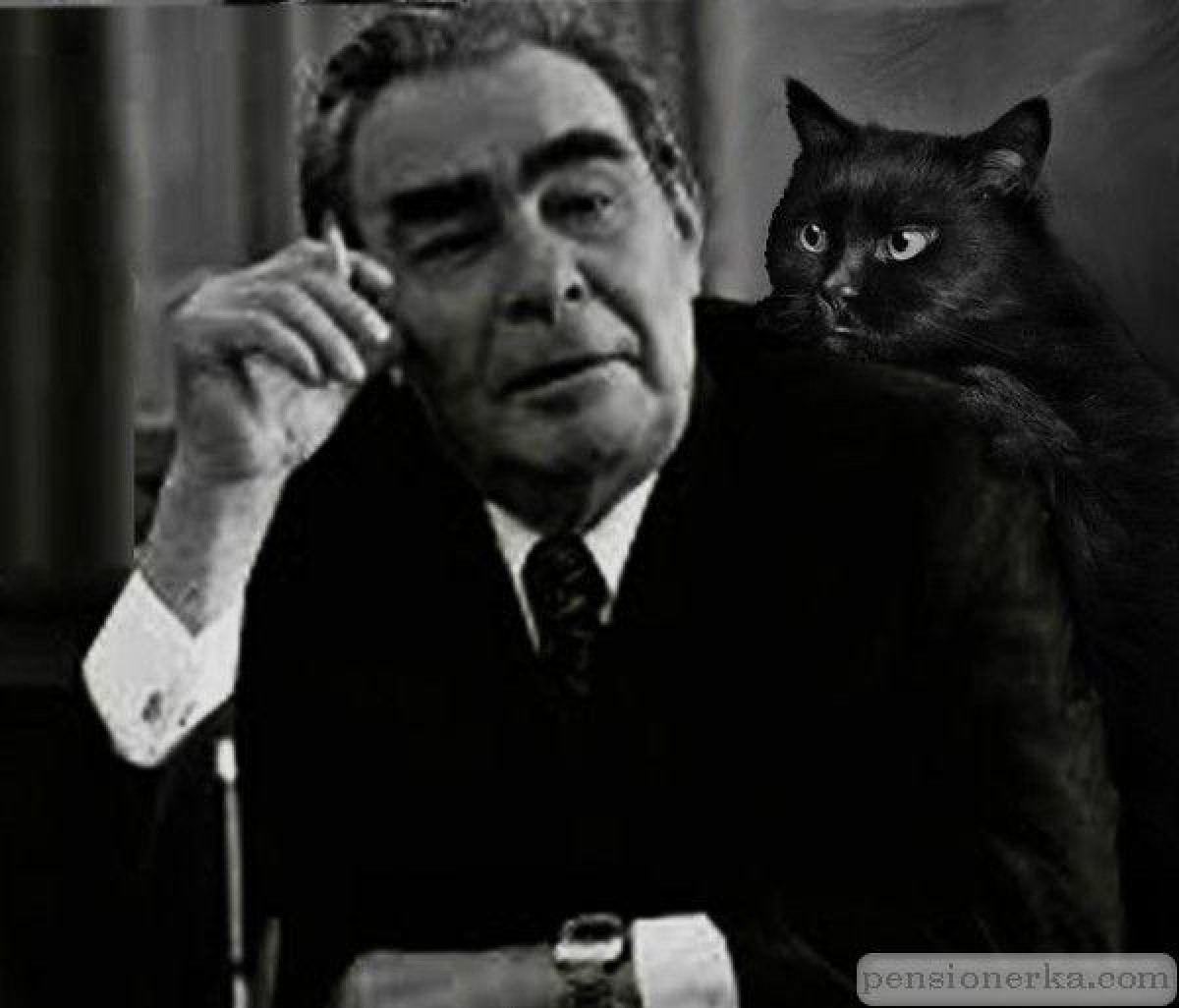 Brezhnev được tặng một con mèo có khả năng dự cảm. Nguồn: newsland.com
