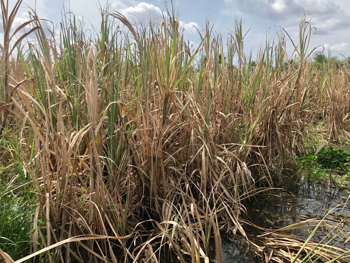 Hàng năm những diện tích mía ở vùng trũng và ngoài đê bao tại huyện Phụng Hiệp thường bị thiệt hại nặng vào mùa nước lên. Địa phương khuyến cáo nông dân chuyển sang loại cây trồng khác thích hợp hơn.