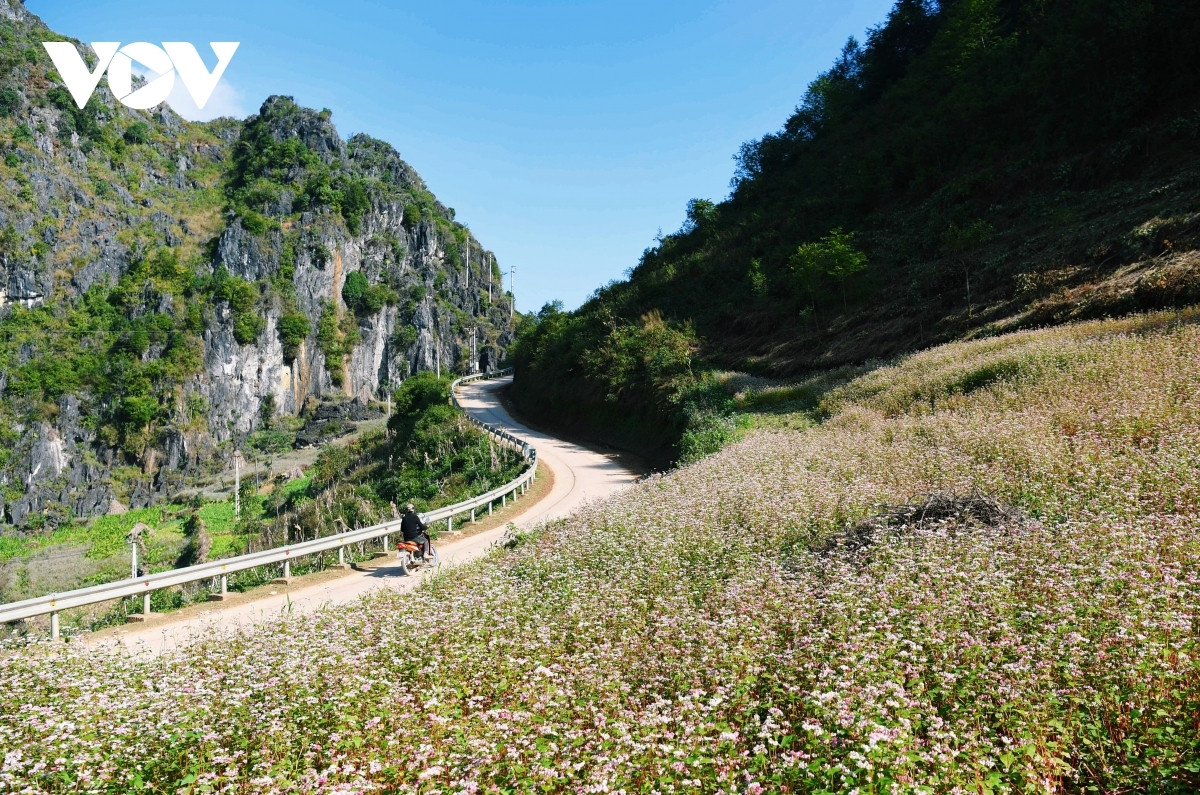 Tour Hà Nội - Hà Giang ngắm hoa tam giác mạch dự kiến khởi hành vào tháng 11. Ảnh: Hà Phương