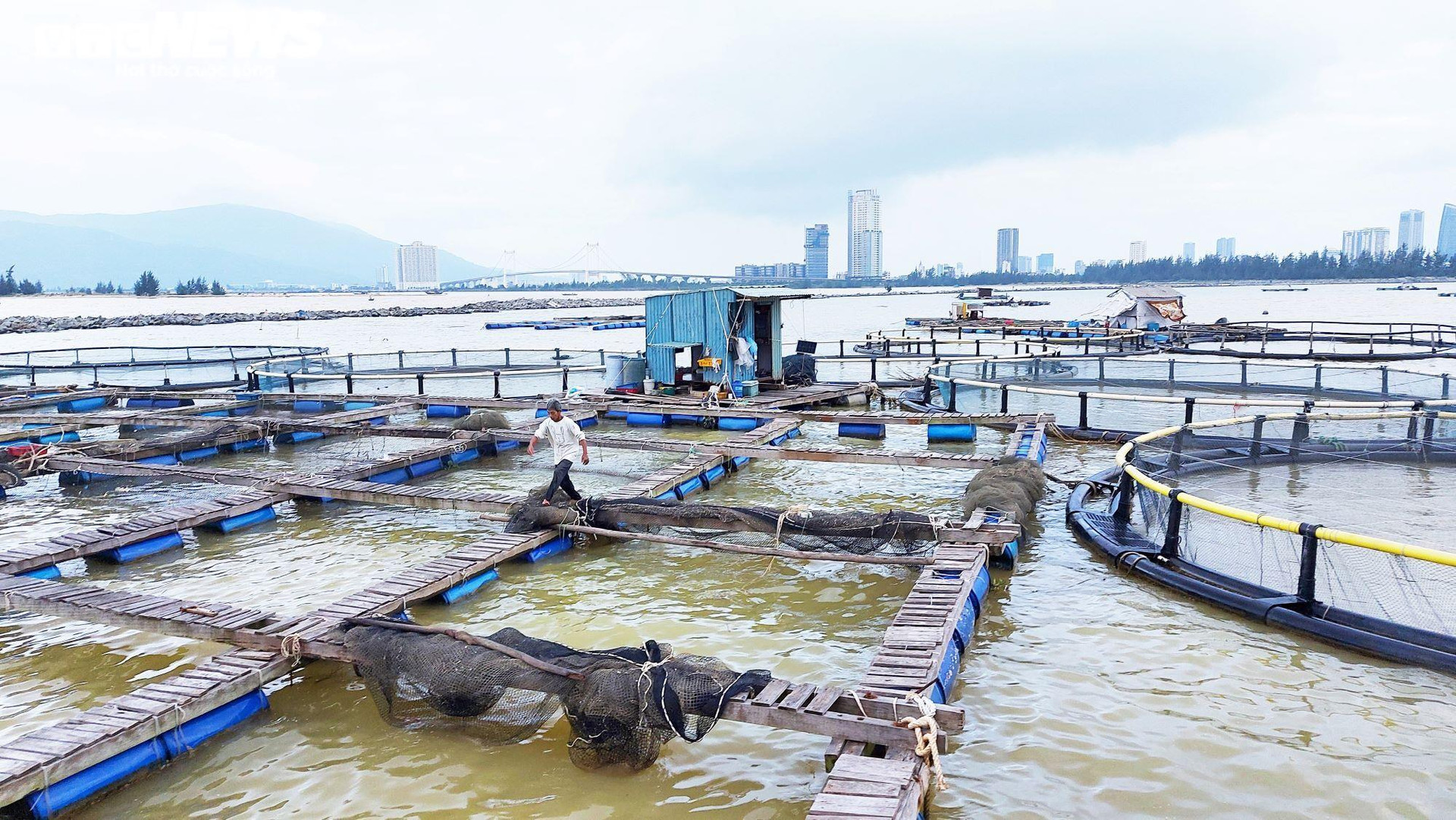 Nguy cơ ôm nợ hàng trăm tỷ đồng, người nuôi cá ở Đà Nẵng cầu cứu - 1
