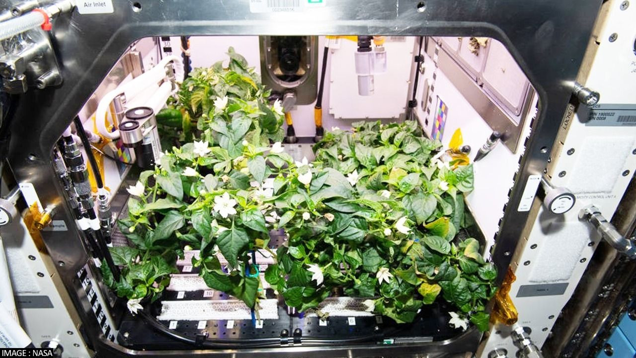 Phi hành gia làm bánh từ ớt trồng trên Trạm Vũ trụ Quốc tế - 2