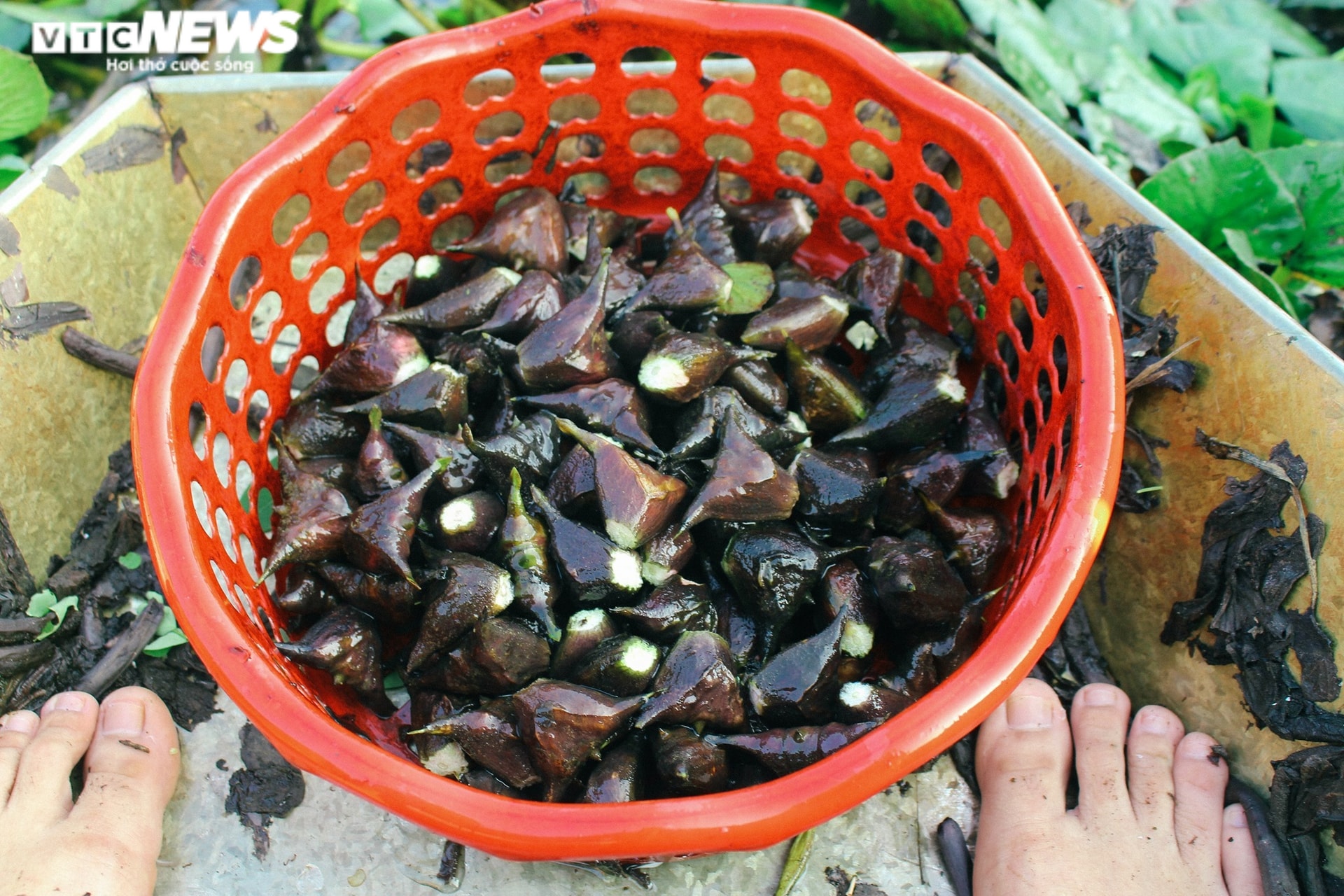 Ảnh: Nông dân Hưng Yên chèo thuyền thu hoạch củ ấu từ sáng sớm - 14