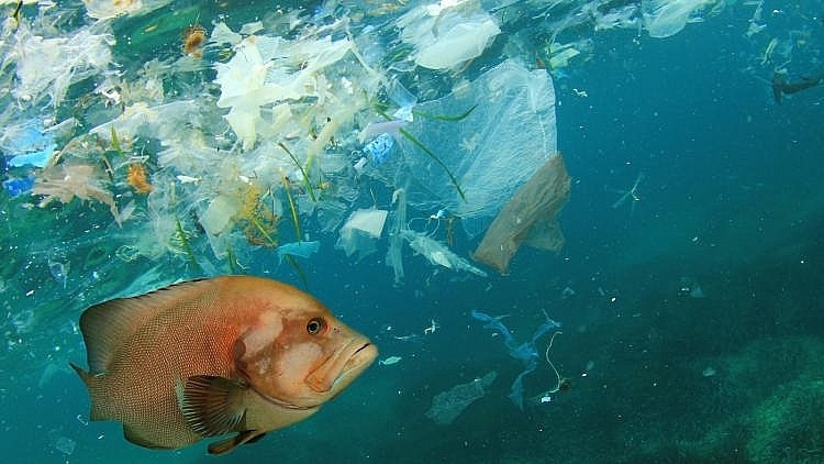 Rác thải nhựa sắp nhiều hơn cá, thế giới đối diện khủng hoảng môi trường biển - 2