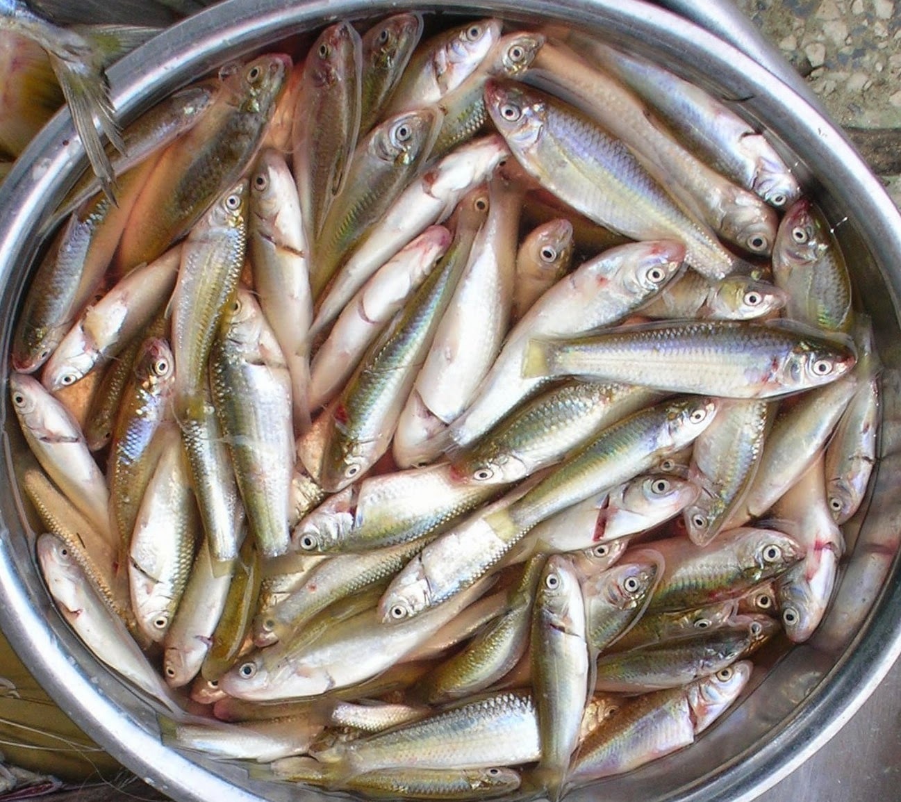 Miền Tây cuối mùa nước nổi, nghẹn ngào nhớ nồi cá linh kho lạt đậm hồn quê - 1