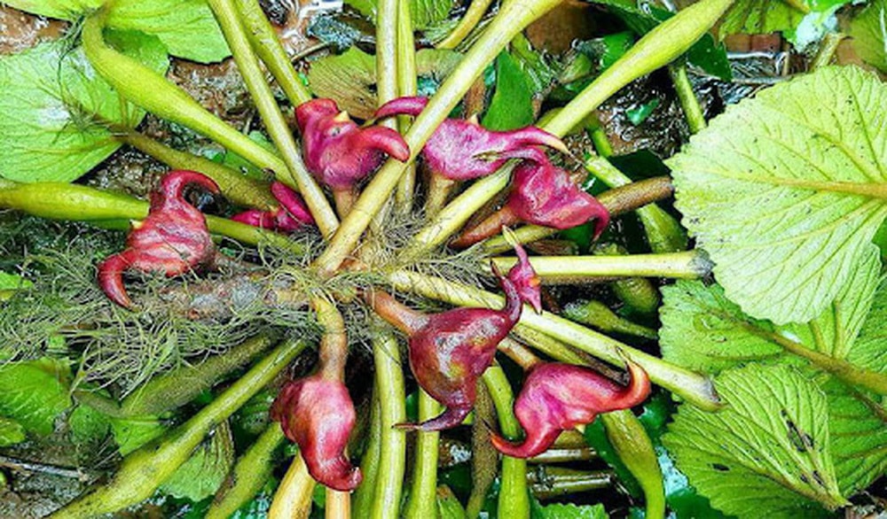 Loại củ đen sì, nhọn hoắt nhưng bóc ra trắng muốt, ngọt bùi ăn mãi không chán - 4